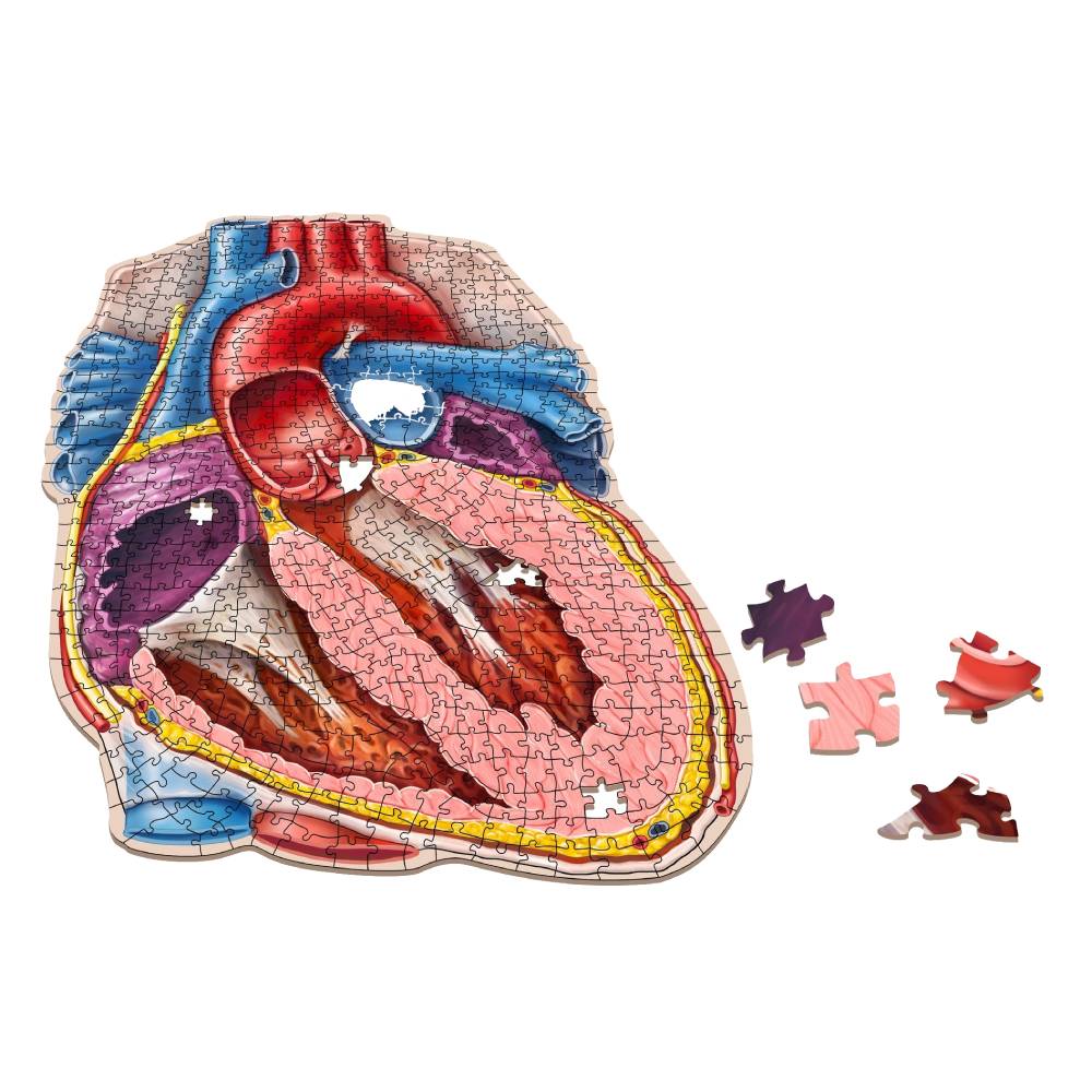 Dr. Livingstons Anatomy Jigsaw Puzzle: The Human Heart - Good Games