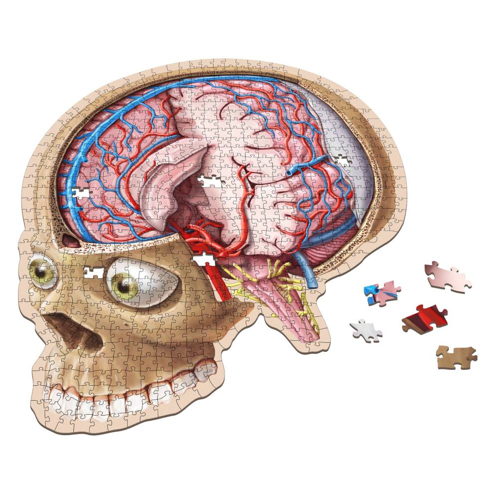 Dr. Livingstons Anatomy Jigsaw Puzzle: The Human Brain - Good Games