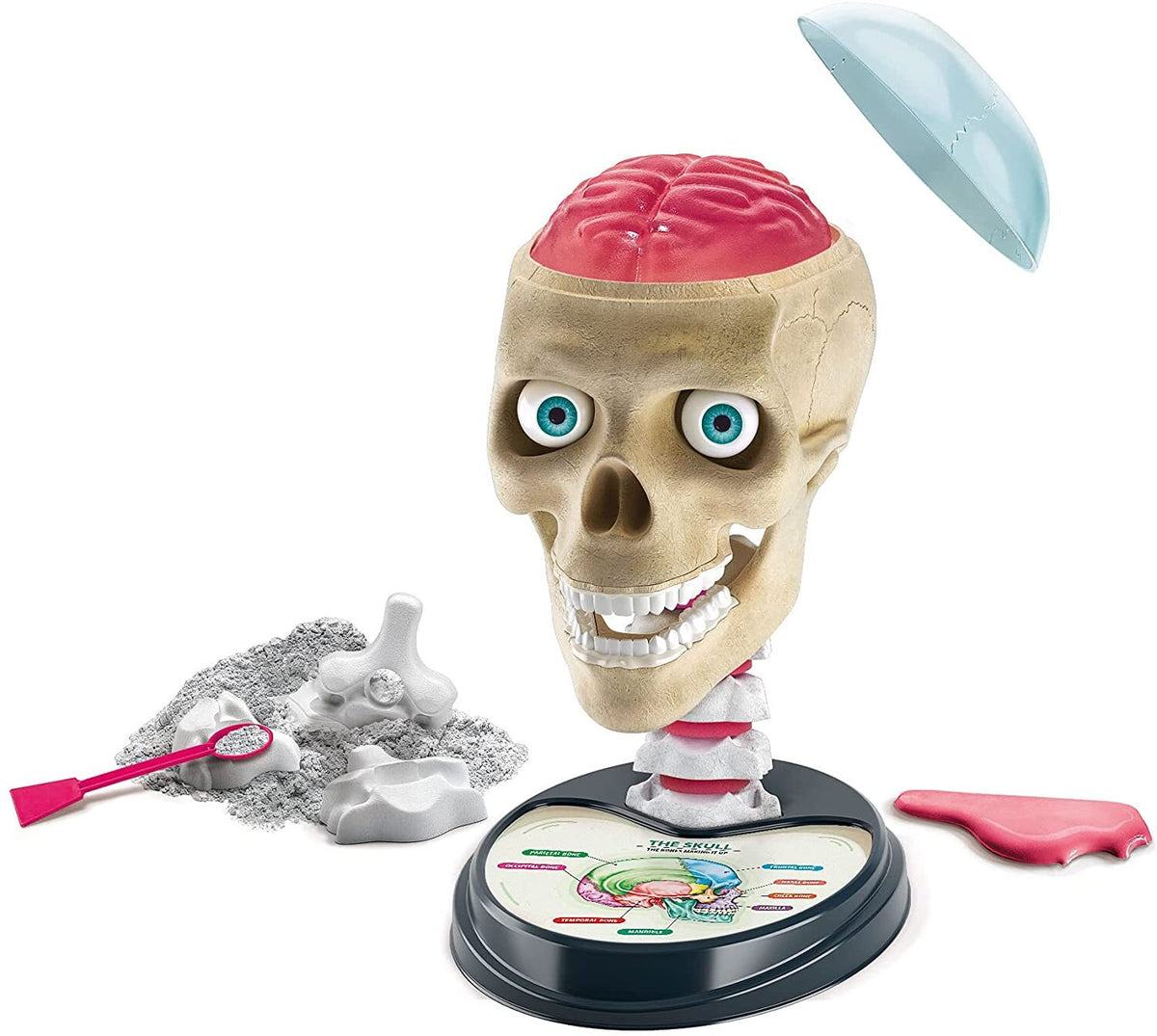 Clementoni - Crazy Anatomy - Good Games
