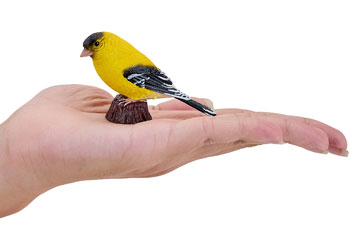 Mojo - American Goldlfinch