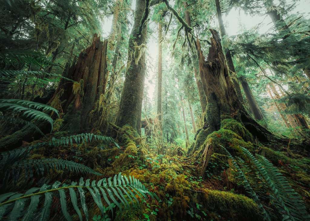 Ravensburger - Power of Nature - In the Forest - 1000 piece jigsaw - Good Games