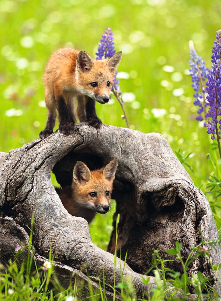 Ravensburger - Cheeky Foxes 300 Piece Jigsaw - Good Games