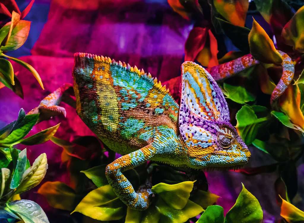 Ravensburger - Chameleon 500 Piece Jigsaw - Good Games