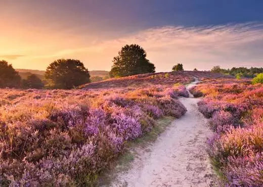 Ravensburger - Pink Pathway 1000 Piece Jigsaw