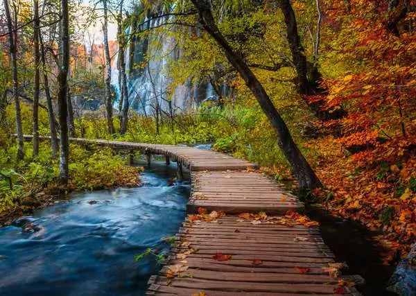 Ravensburger - Autumnal Forest path 1000 Piece Jigsaw