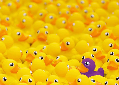 Ravensburger - Rubber ducks 1000 Piece Jigsaw - Good Games