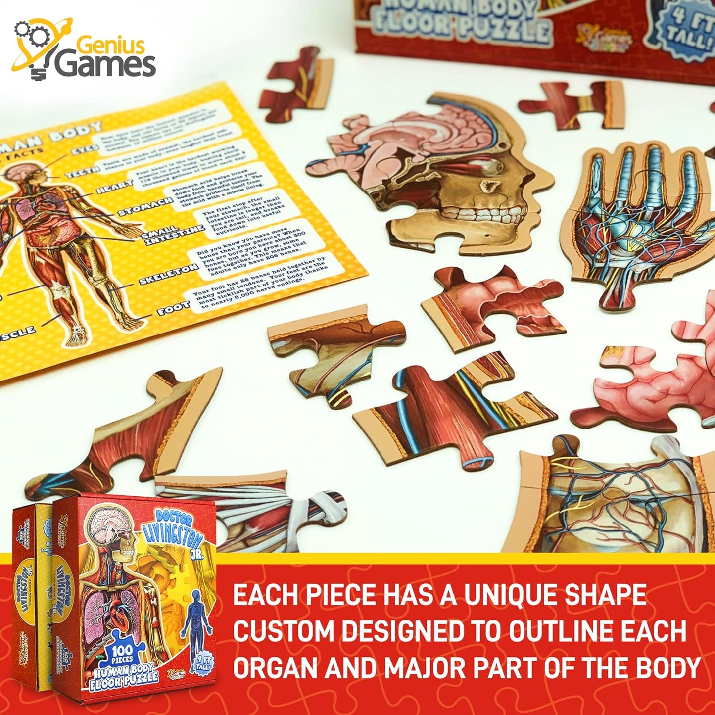 A human anatomy floor puzzle with large, scattered pieces depicting various organs and body parts, next to its box and an info chart