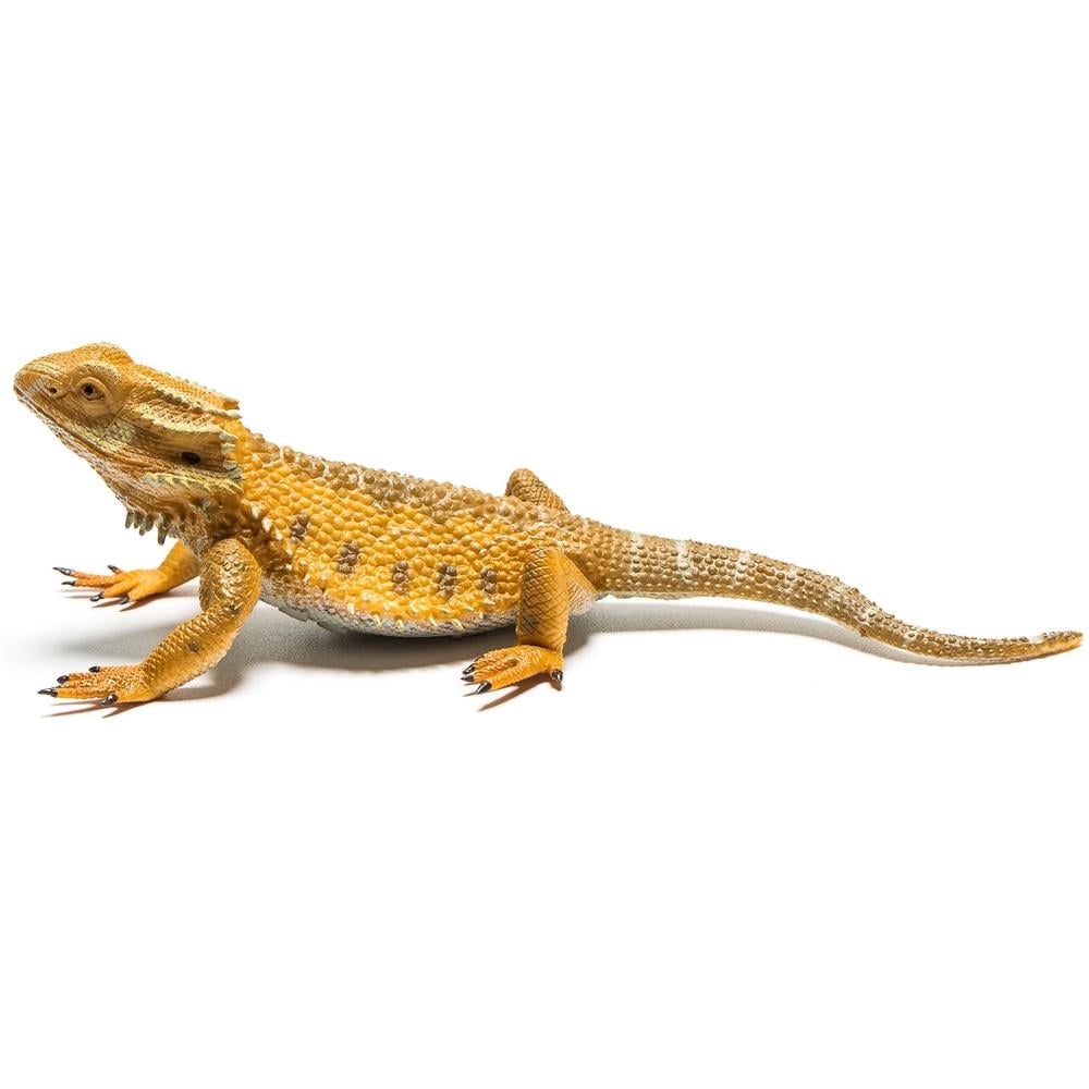 Collecta Bearded Dragon Lizard (L) - Good Games
