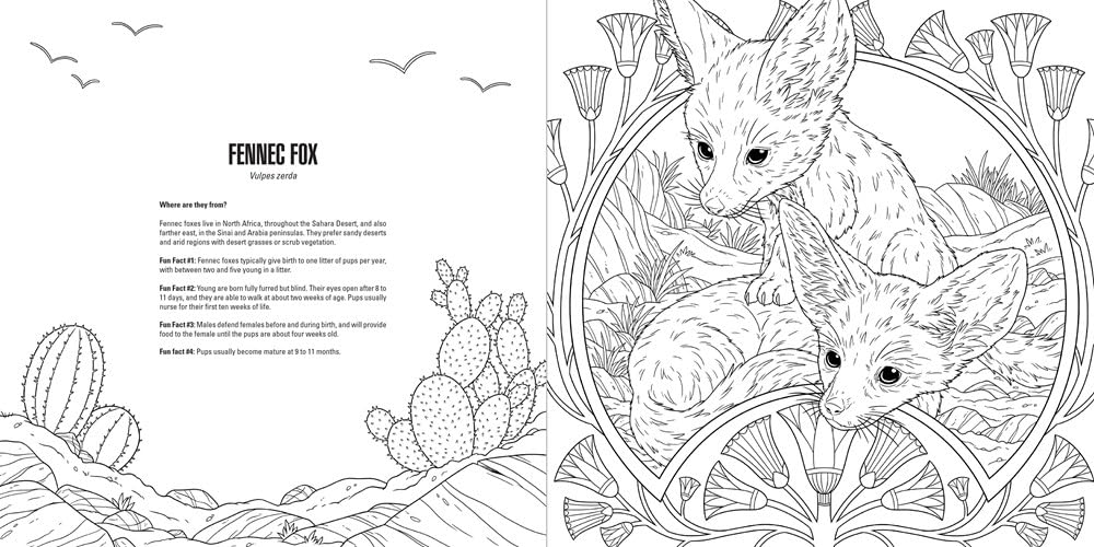 Outline drawing of two fennec fox kits nestled in a desert landscape -  accompanying text on fennec fox facts