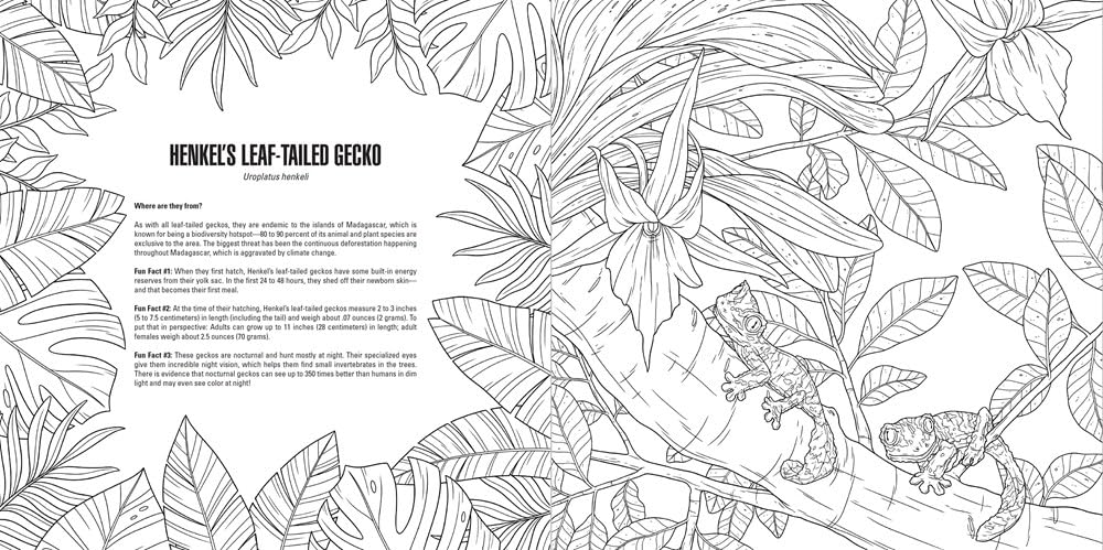 Line drawing of two Henkel's leaf-tailed geckos camouflaged in dense jungle foliage