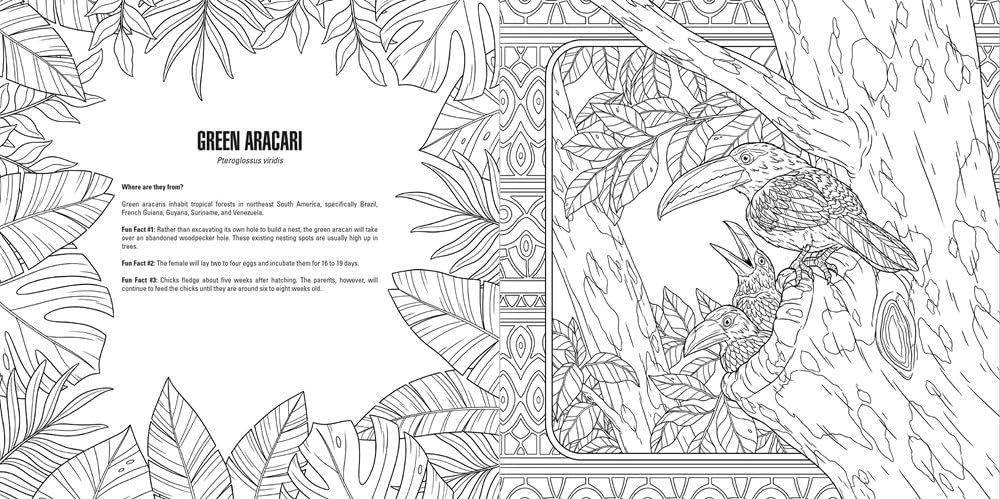 Coloring page: Line art of an adult Green Aracari perched with two chicks on a tropical tree branch