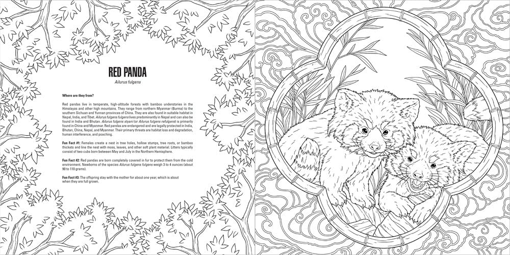Line art of two red pandas -  an adult and a cub with an open mouth -  framed by bamboo and foliage