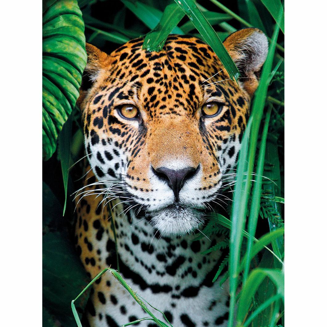 Jaguar In The Jungle (Compact)