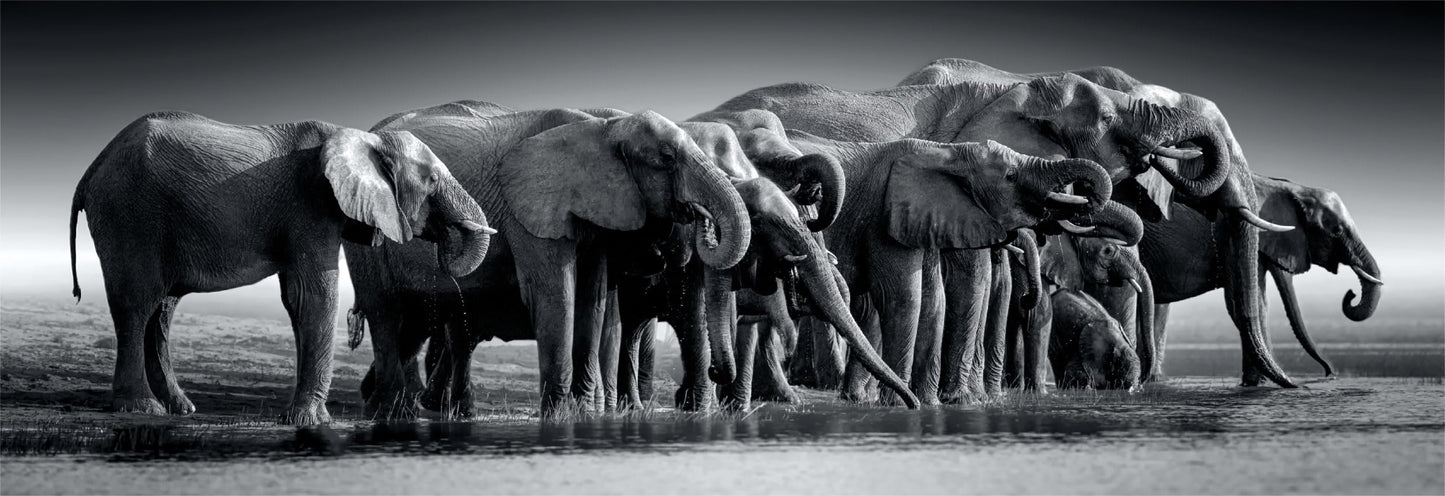 A dramatic black and white photograph captures a tight line of giant elephants standing at the water's edge and drinking