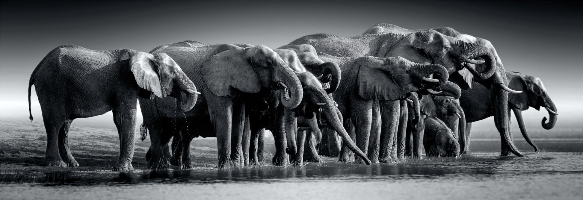 A dramatic black and white photograph captures a tight line of giant elephants standing at the water's edge and drinking