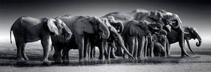 A dramatic black and white photograph captures a tight line of giant elephants standing at the water's edge and drinking