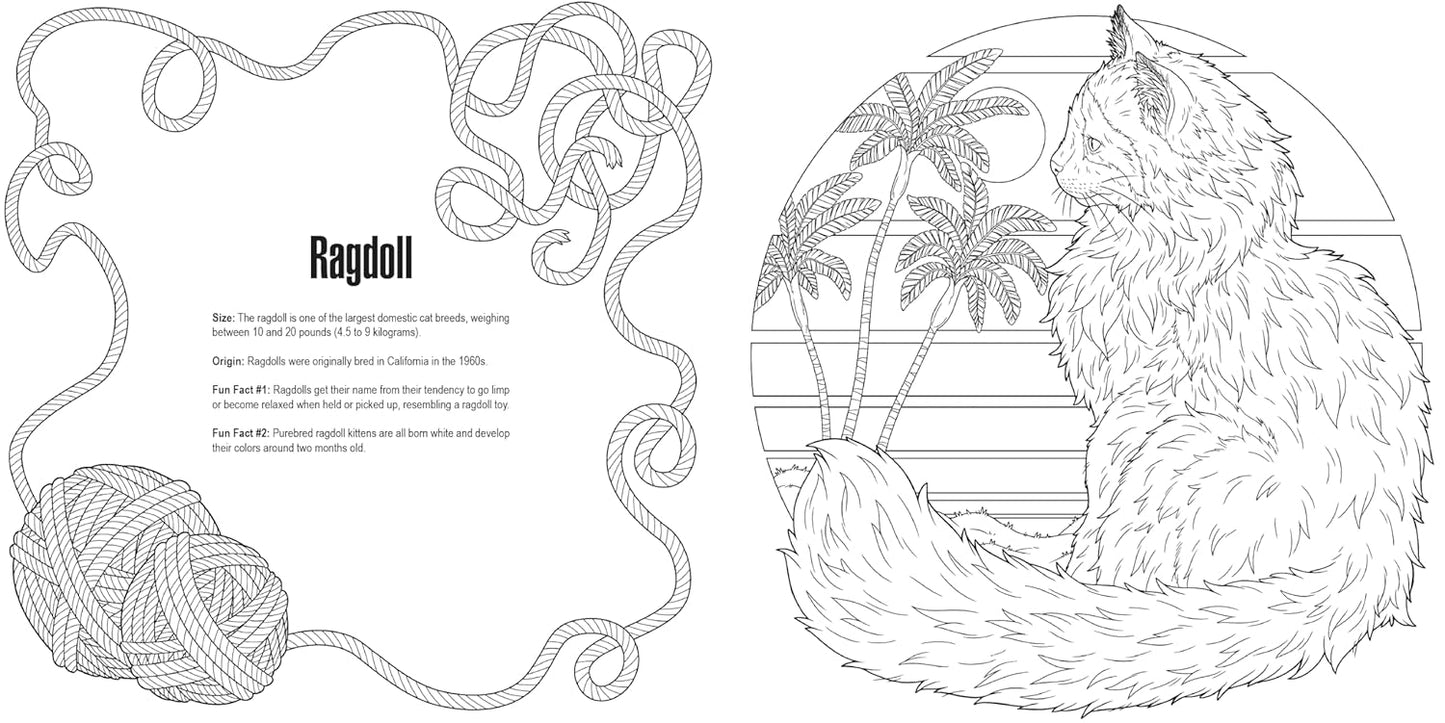 Black and white coloring page of a fluffy Ragdoll cat sitting, looking left, with palm trees. Text provides breed facts, framed by yarn