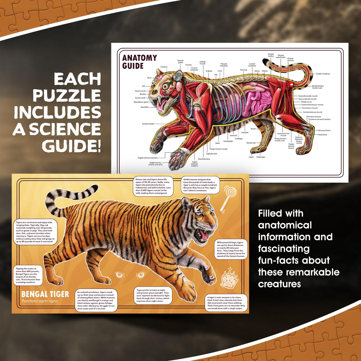 A science guide on Bengal tigers, featuring an anatomy diagram and facts, set against a puzzle background