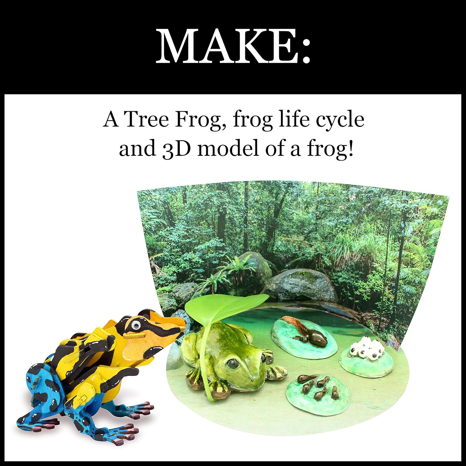 Colorful 3D puzzle frog model and a life cycle diorama featuring models of a frog, tadpoles, and eggs
