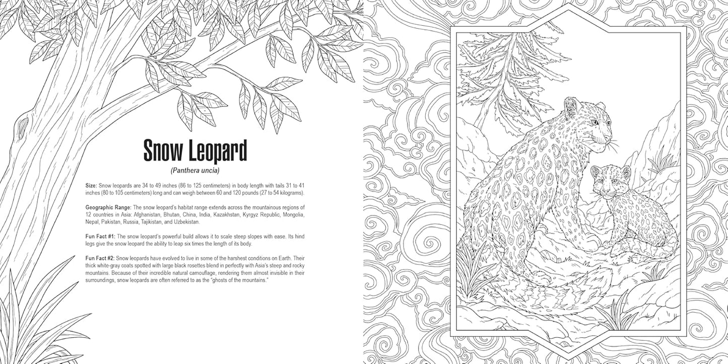 Coloring page: Line art of an adult snow leopard and a cub sitting in a rocky mountain landscape with descriptive text