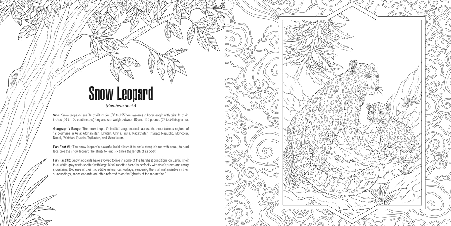 Coloring page: Line art of an adult snow leopard and a cub sitting in a rocky mountain landscape with descriptive text