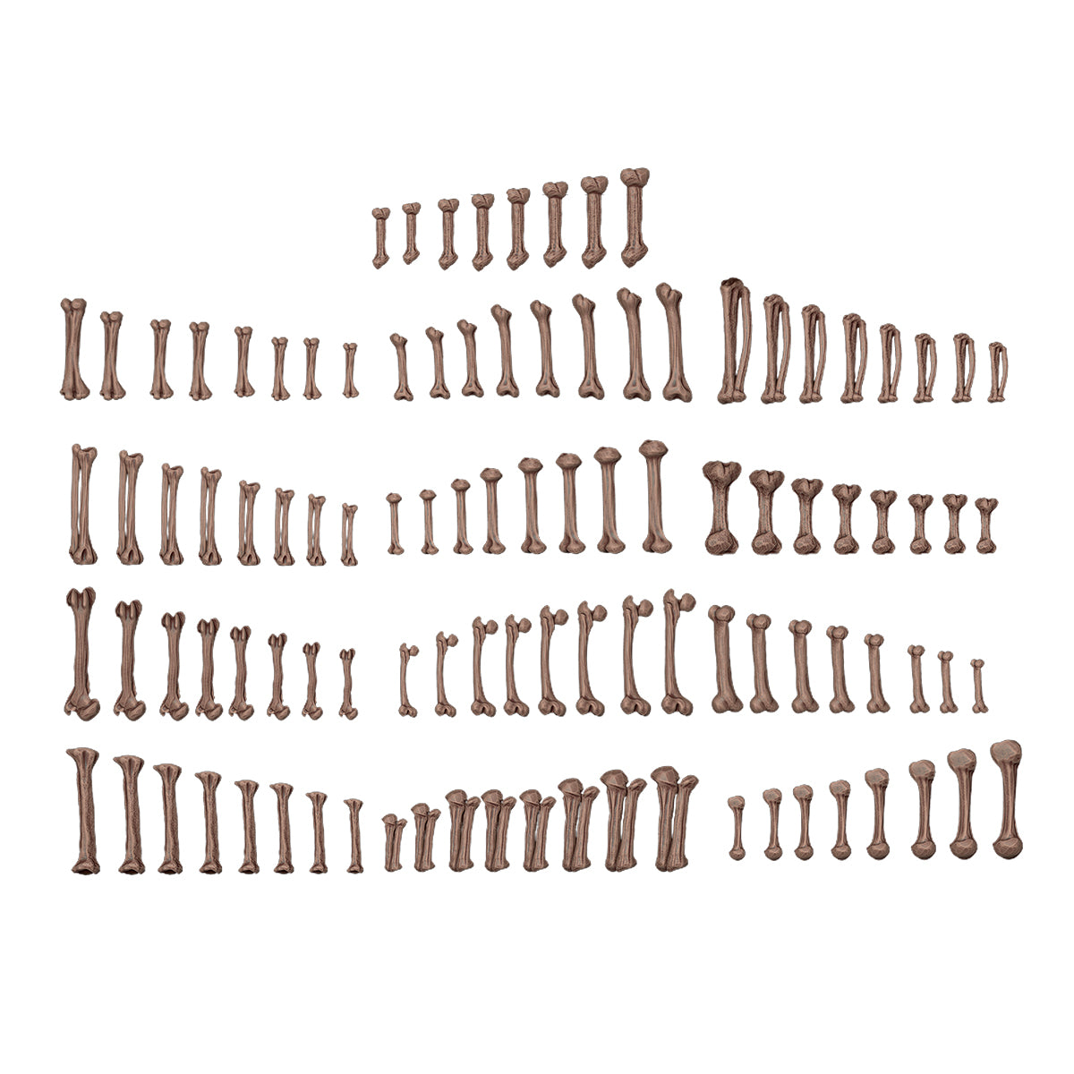 Rows of brown anatomical bones, including phalanges and limb segments, of varying sizes displayed on white