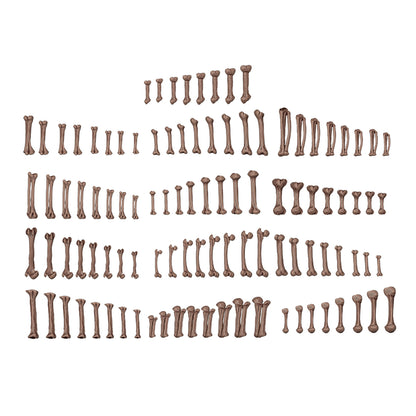 Rows of brown anatomical bones, including phalanges and limb segments, of varying sizes displayed on white