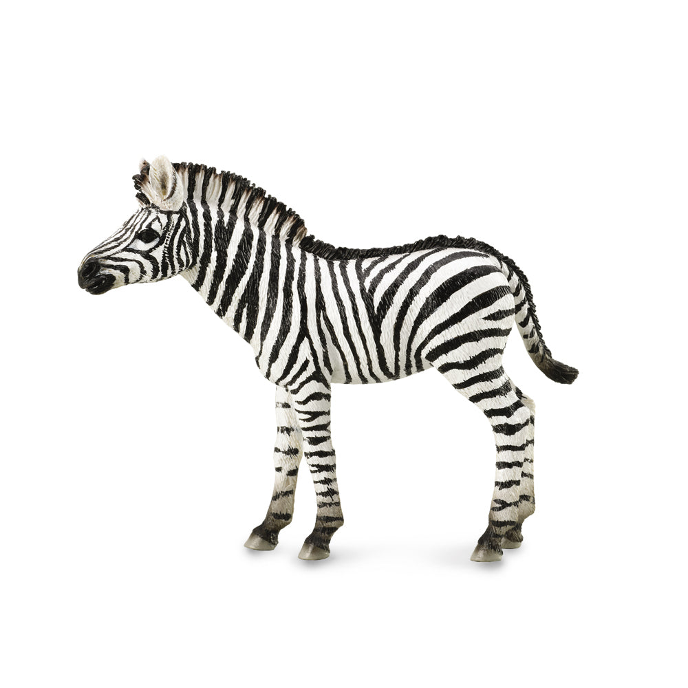 Collecta Zebra Foal (M) - Good Games