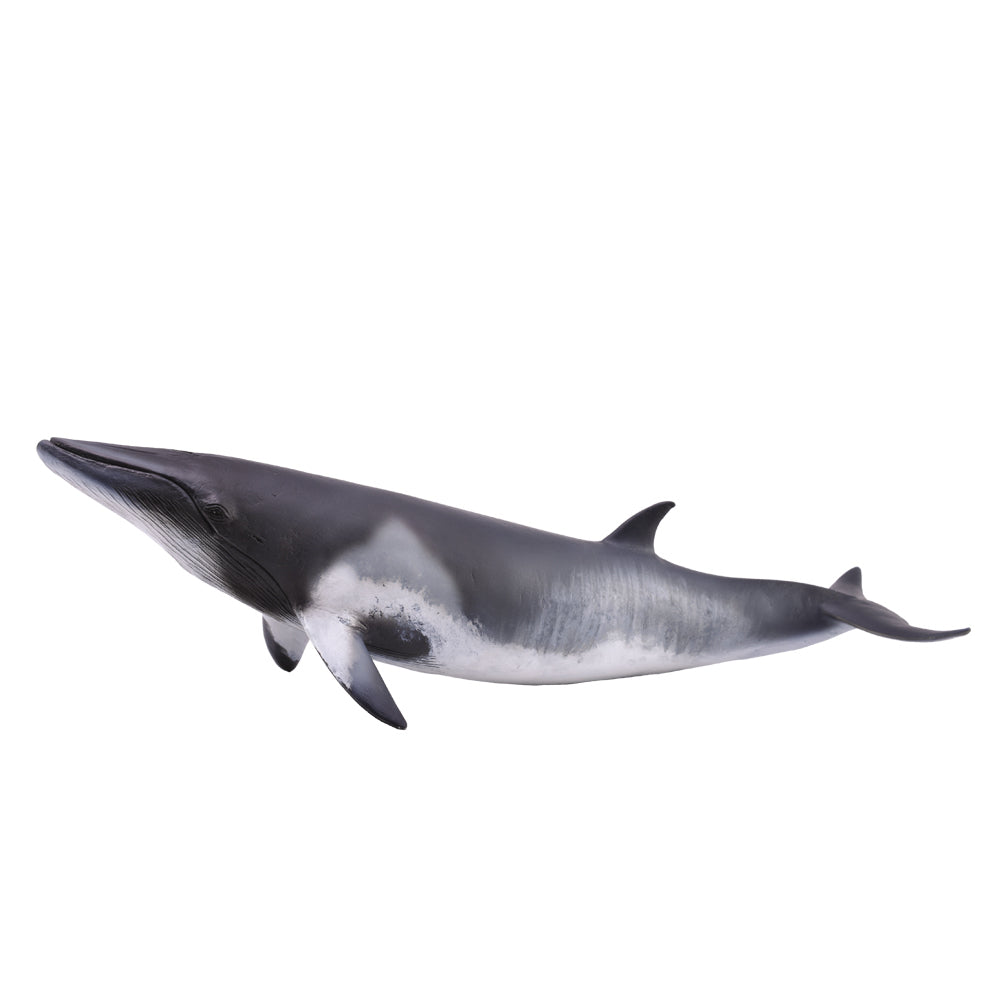 Collecta Minke Whale - XL - Good Games