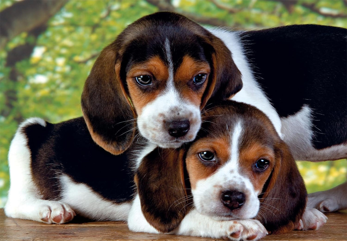 Two tri-color beagle puppies cuddling on a wooden surface with green foliage in the background