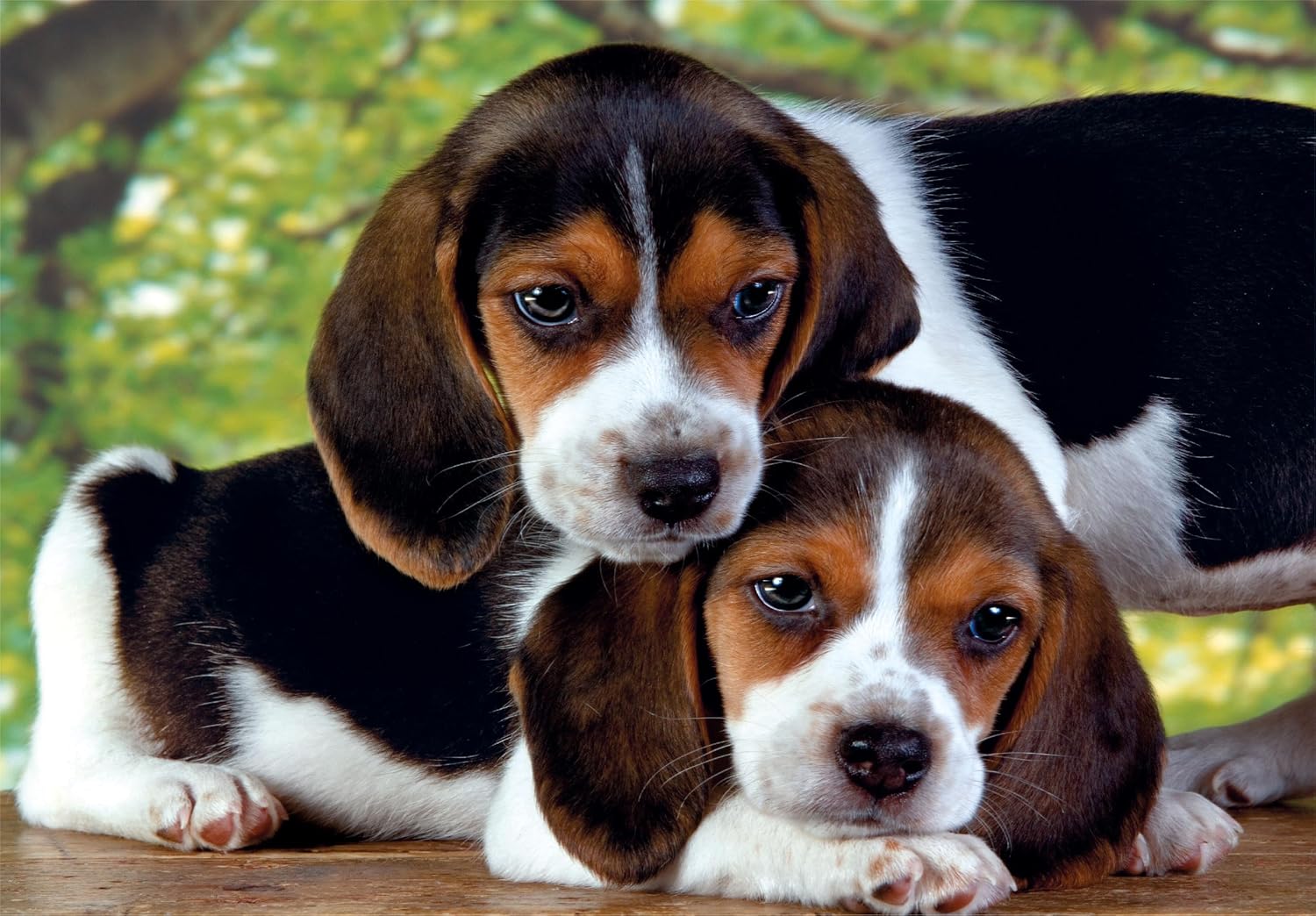 Two tri-color beagle puppies cuddling on a wooden surface with green foliage in the background