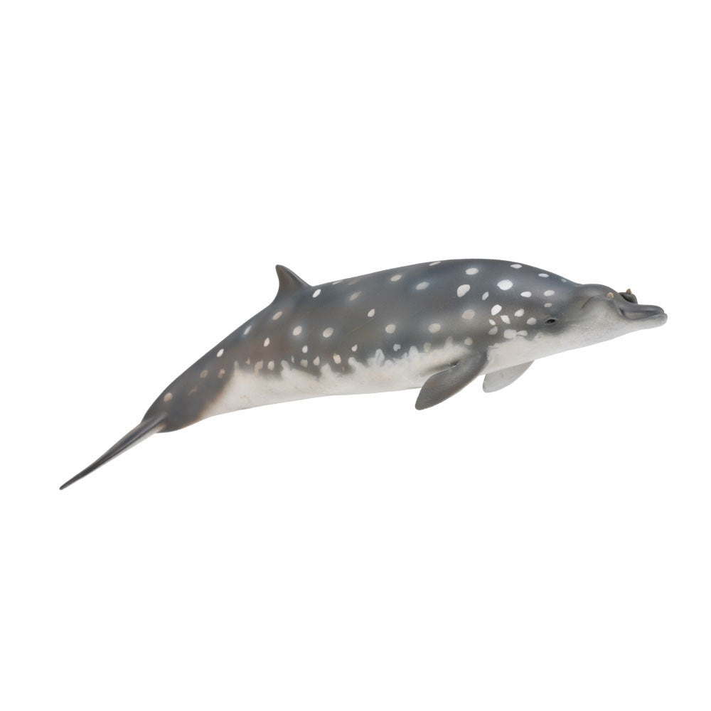 Gray dolphin with white spots, swimming, isolated on a white background