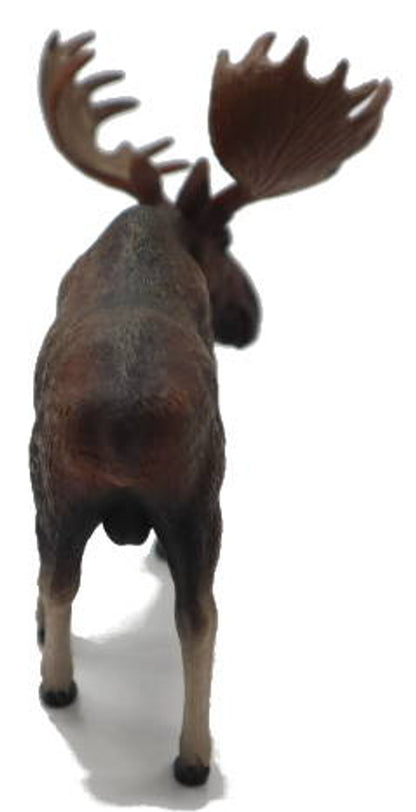 Rear view of a brown bull moose with large antlers standing on a white background