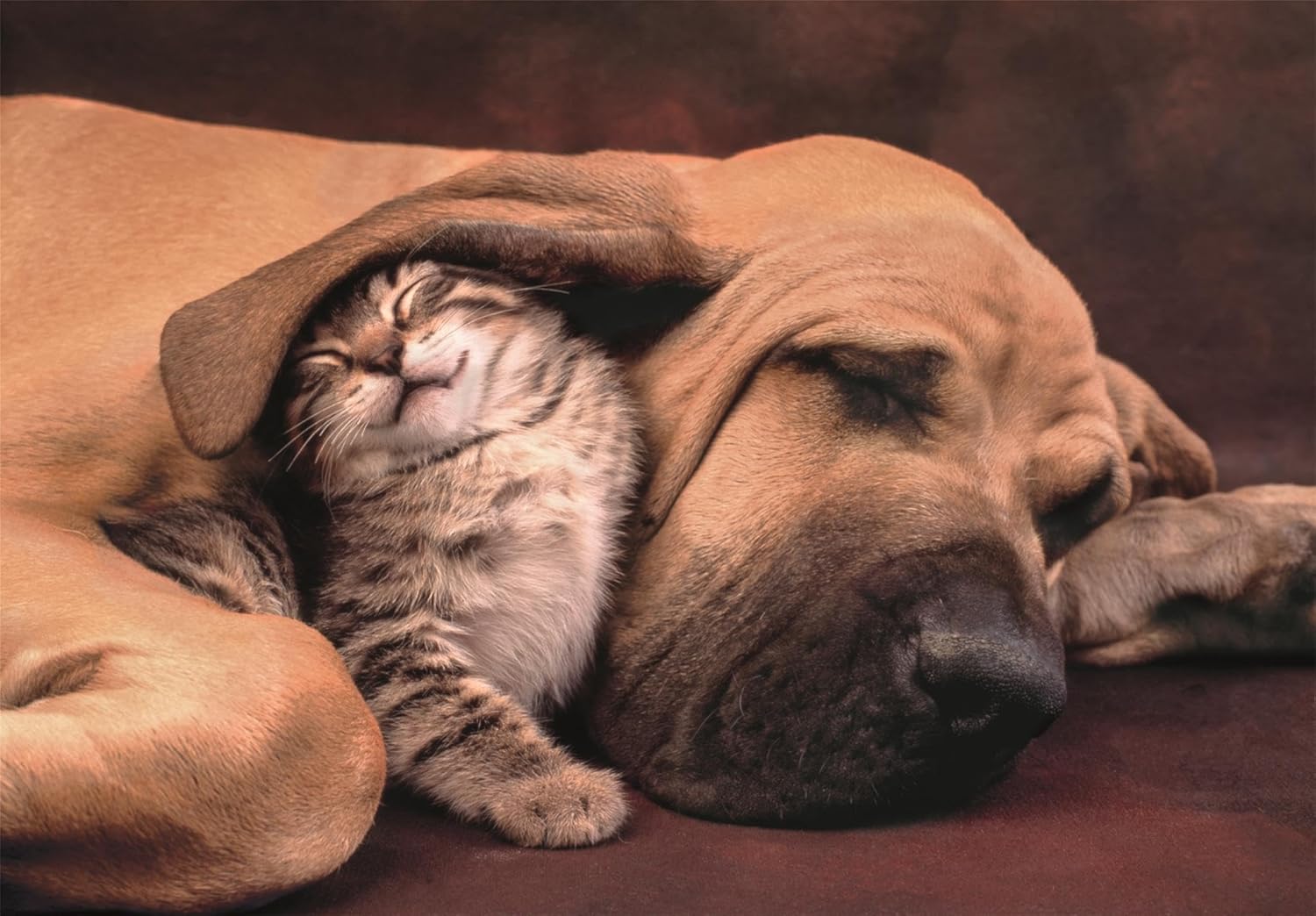 A large brown dog sleeps soundly with a contented tabby kitten snuggled beside its head, partially under its ear