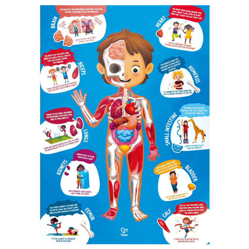 Human Body Puzzle - Good Games