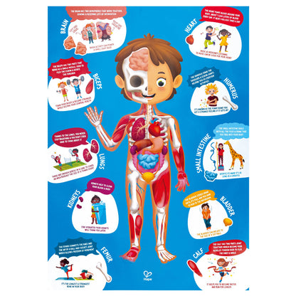 Human Body Puzzle - Good Games