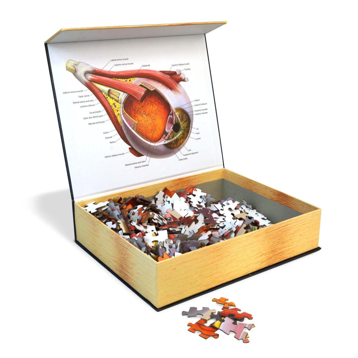 Open puzzle box with a labeled human eye diagram on the lid and loose puzzle pieces
