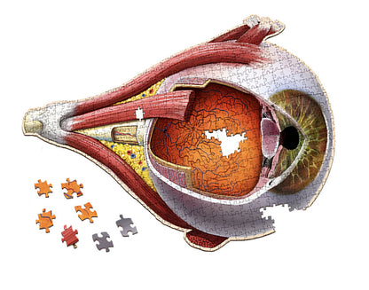 Genius Games Dr. Livingston's The Human Eye Anatomy Puzzle - 544 piece Jigsaw - Good Games