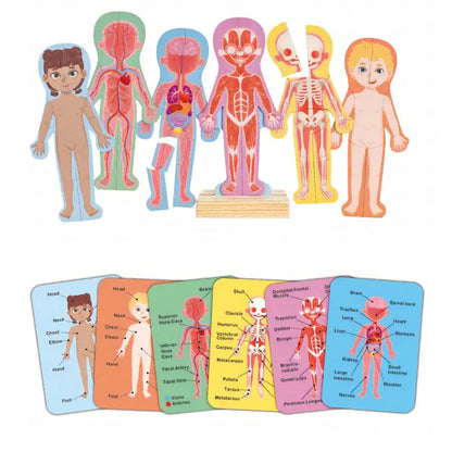 Educational human body puzzles and labeled flashcards depicting internal organs, muscles, and skeleton.