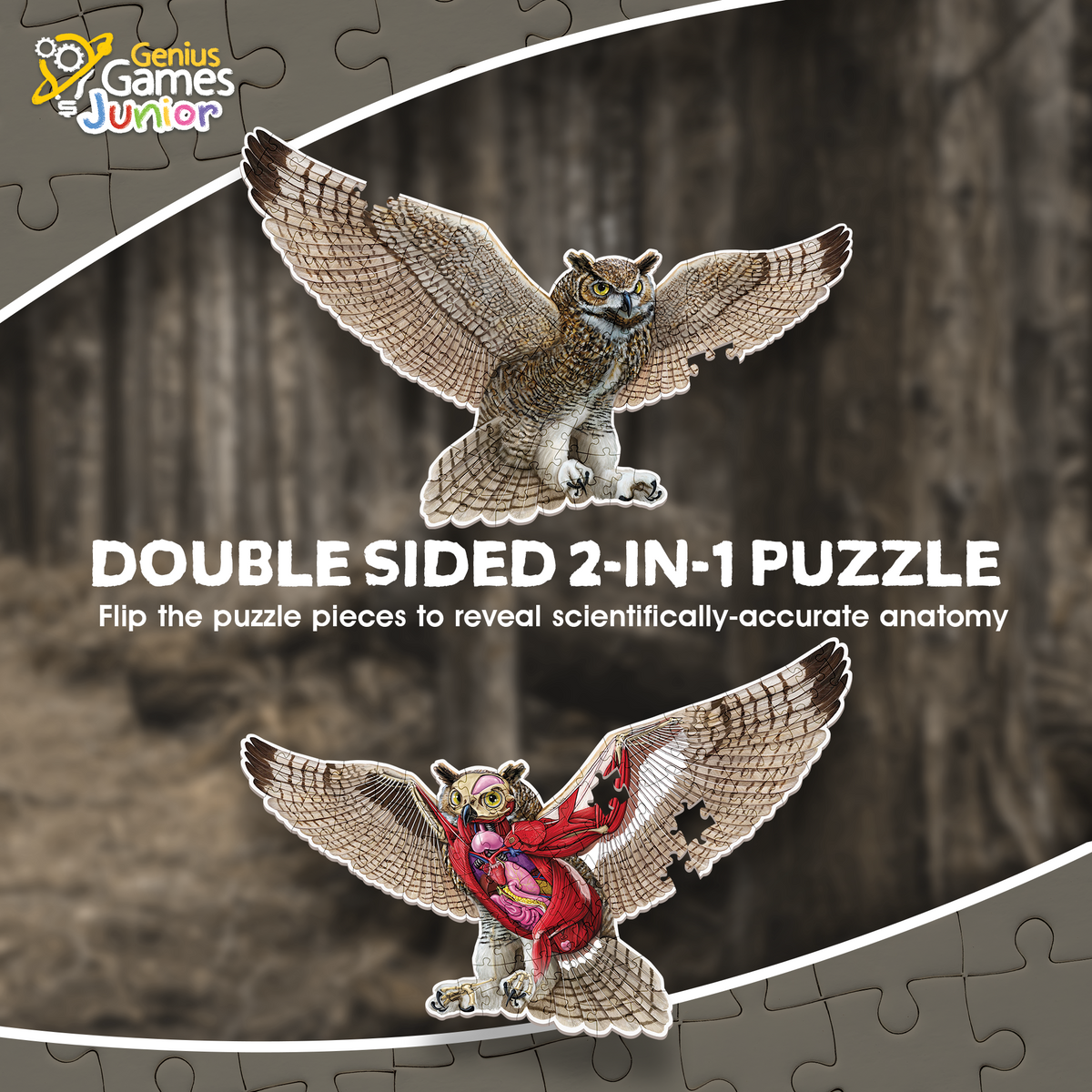 A double-sided owl puzzle shows its feathered exterior above, and its detailed internal anatomy below