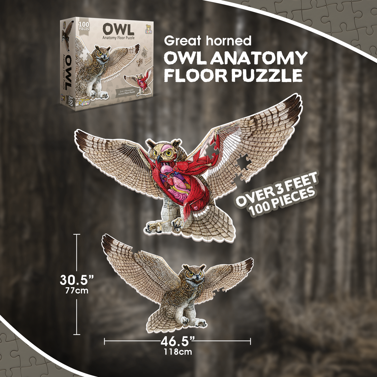 A large, over 3-foot great horned owl anatomy floor puzzle, showing both its external appearance and internal organs