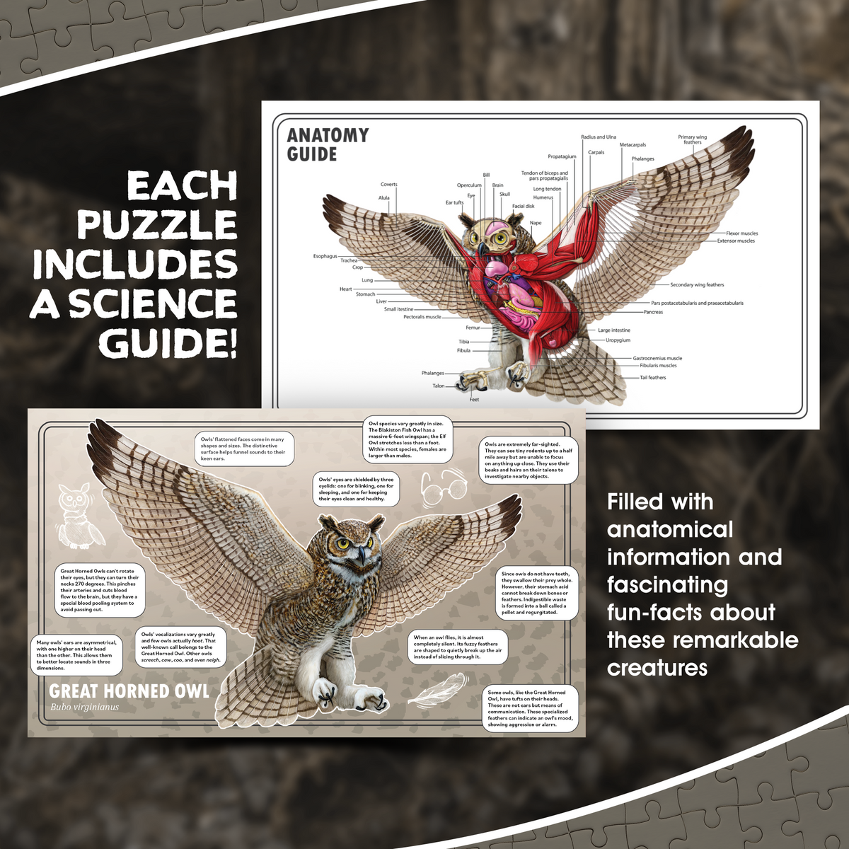 A science guide for an owl puzzle, with a detailed anatomical diagram and fun facts about the Great Horned Owl