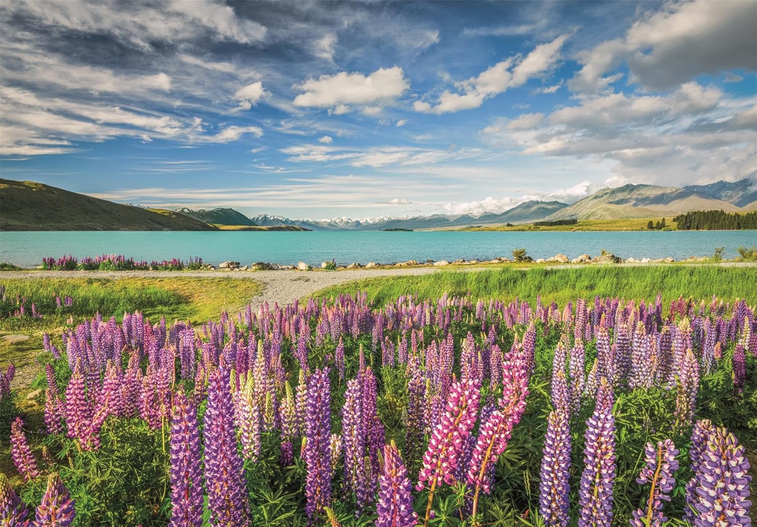 Field of vibrant purple lupins by a bright turquoise lake, with snow-capped mountains under a blue sky