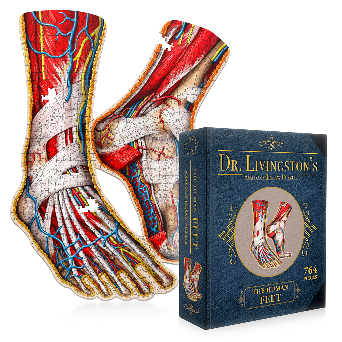 An anatomical jigsaw puzzle of human feet showing muscles, veins, and nerves, beside its blue Dr. Livingston&#39;s box