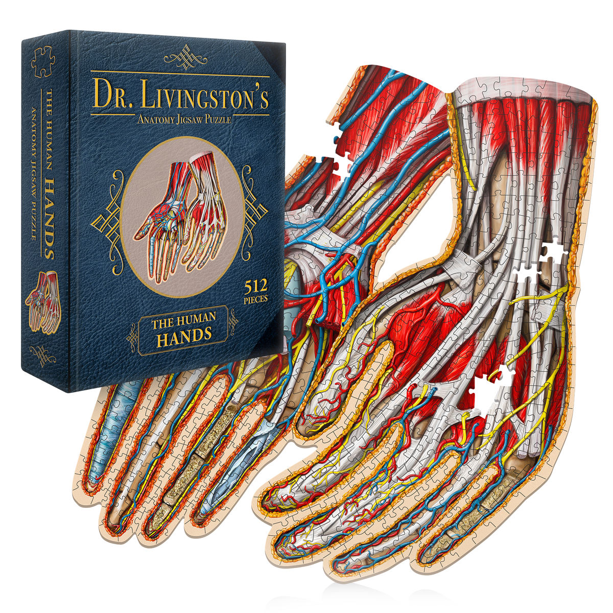 Dr. Livingston&#39;s &quot;Human Hands&quot; anatomy puzzle box and the partially assembled puzzle showing detailed internal hand anatomy