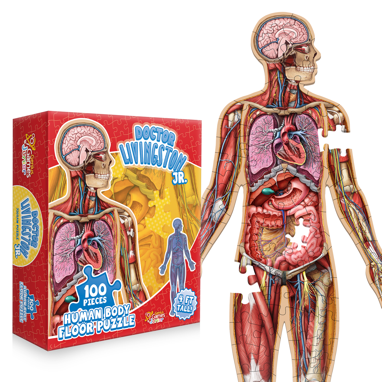 Partially assembled Doctor Livingston Jr. 4ft human body floor puzzle revealing internal anatomy, next to its red box