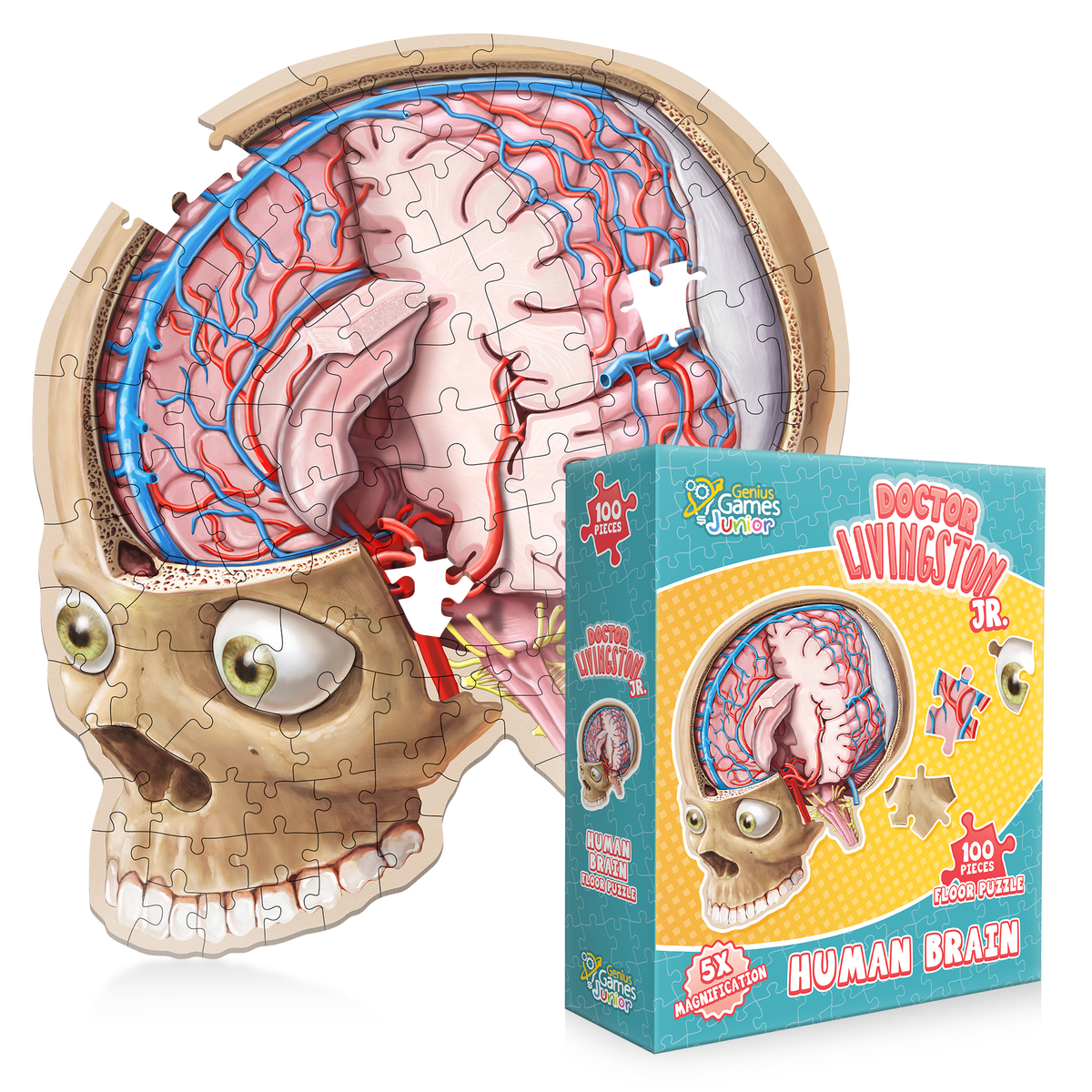 A detailed human brain puzzle, depicting a skull cross-section with brain, one piece is missing; product box nearby