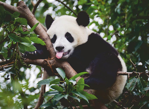 Ravensburger - Panda Bear 500 Piece Jigsaw - Good Games