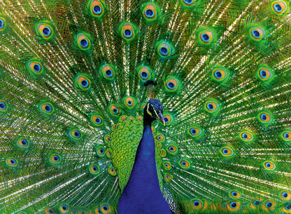 A peacock with its magnificent blue and green tail feathers fully fanned, showing many iridescent eyespots
