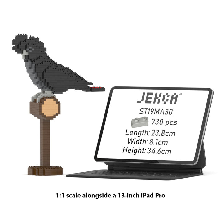 Jekca - Red-tailed Black Cockatoo 01S